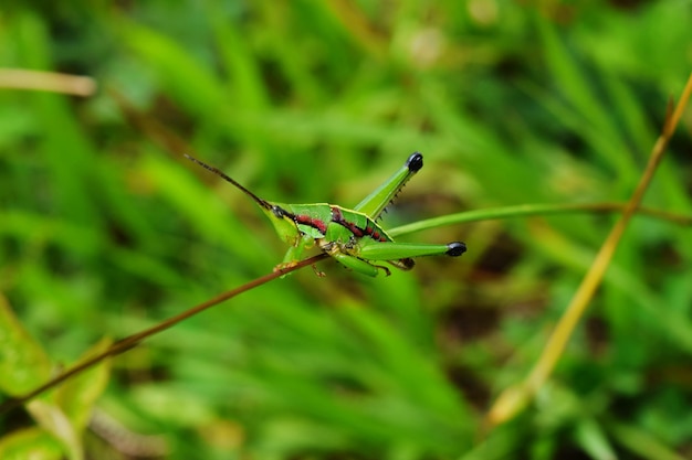 Close-up van een sprinkhaan op een plant