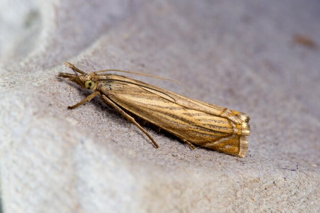 Foto close-up van een sprinkhaan op een rots