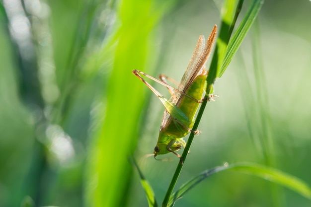 Close-up van een sprinkhaan op het gras