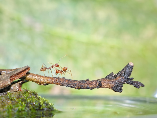 Close-up van een sprinkhaan op roestige metaal