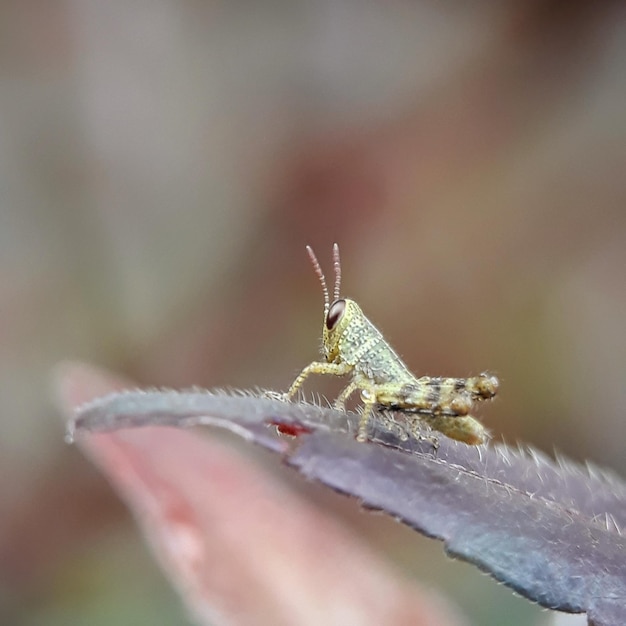 Close-up van een sprinkhaan