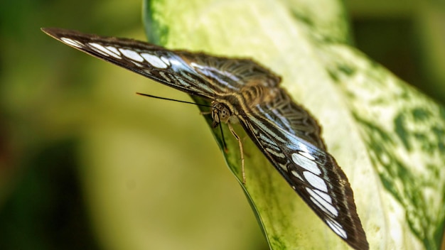 Foto close-up van een sprinkhaan