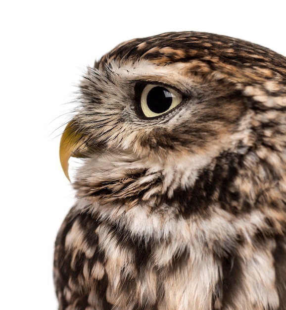 Close-up van een Steenuil (Athene noctua) voor een wit oppervlak