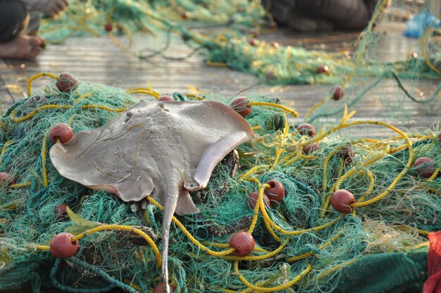 Foto close-up van een stingray op een visnet