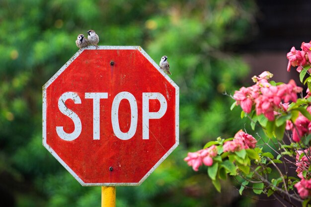 Foto close-up van een stopbord tegen een wazige achtergrond