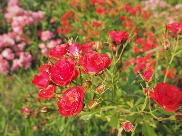 Close-up van een struik rode rozen in de zomertuin onder het zonlicht rode sproeirozen met veel knoppen