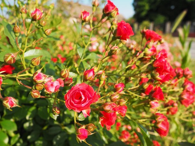 Close-up van een struik van rode rozen in de zomertuin onder het zonlicht Rode trosrozen met veel knoppen geopende bloemen Een bloembed in een park een manier om straten en landschappen te versieren