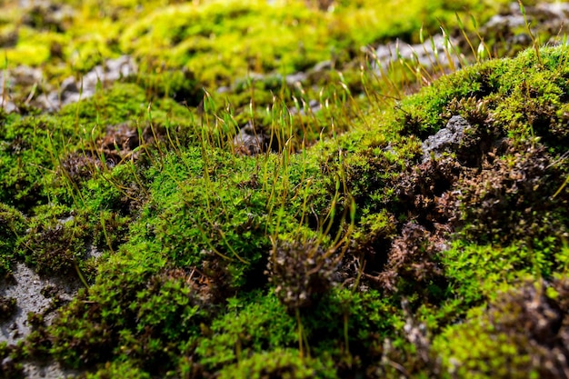 Close-up van een stukje groen mos. Ondiepe scherptediepte