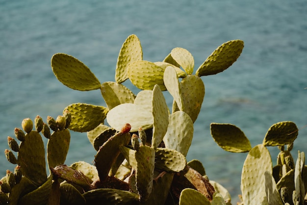 Close-up van een succulente plant die aan zee groeit