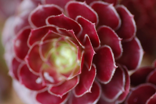 Close-up van een succulente plant die in de open lucht groeit