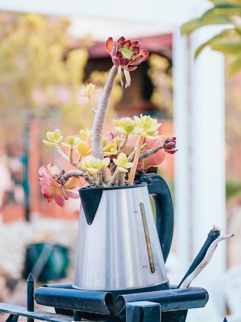 Close-up van een succulente plant in een oude koffiemachine