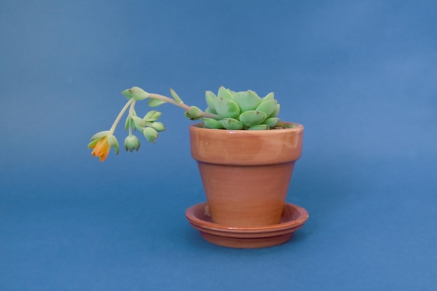 Foto close-up van een succulente plant in een pot op blauwe achtergrond