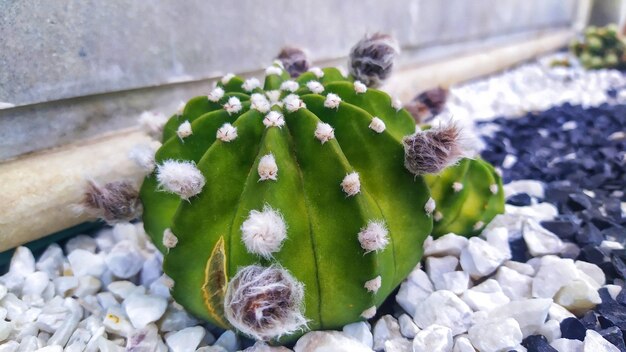 Foto close-up van een succulente plant in een pot