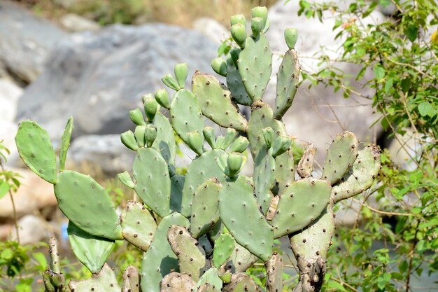 Foto close-up van een succulente plant op het veld