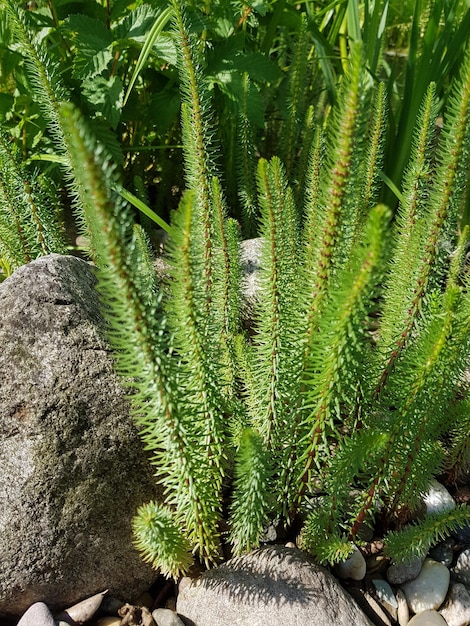 Foto close-up van een succulente plant op het veld