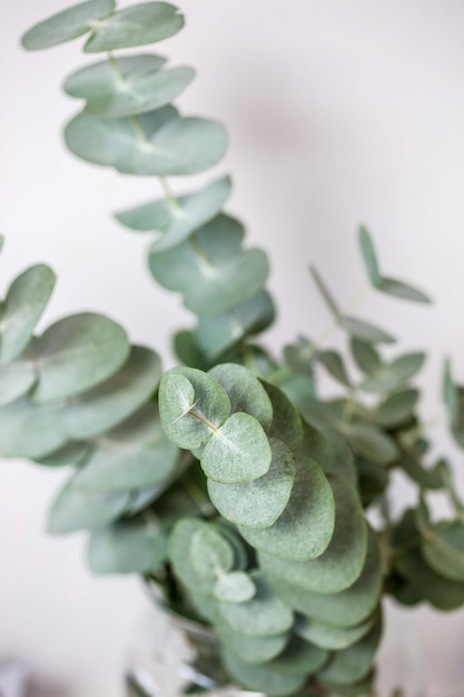 Close-up van een succulente plant op tafel