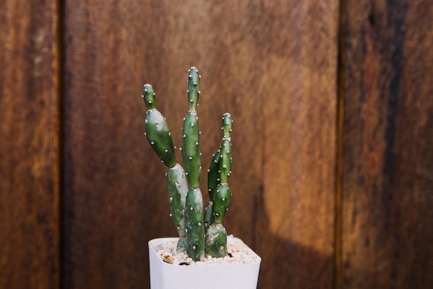 Foto close-up van een succulente plant op tafel