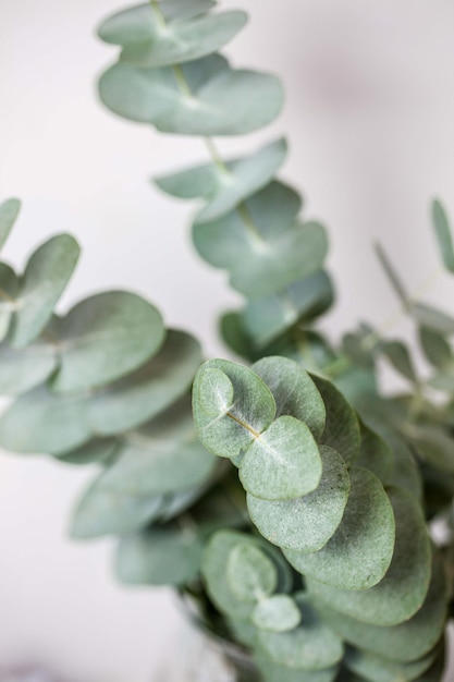 Close-up van een succulente plant tegen een witte achtergrond