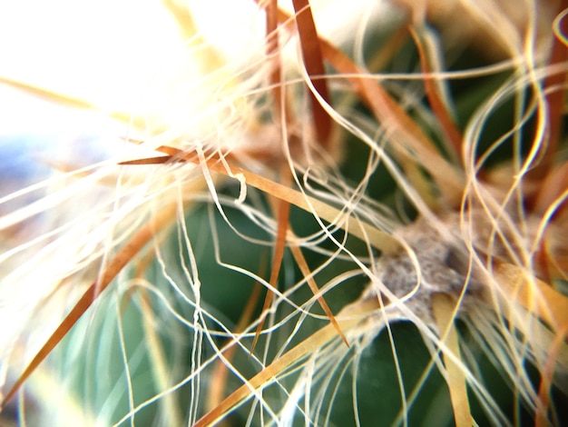 Foto close-up van een succulente plant