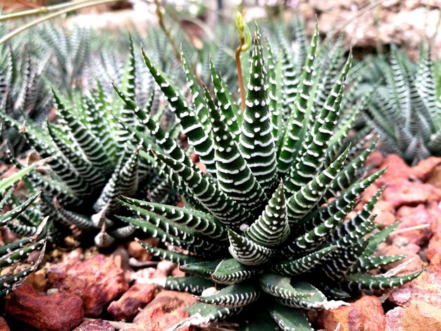 Foto close-up van een succulente plant