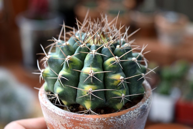 Close-up van een succulente plant