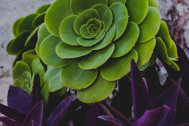 Foto close-up van een succulente plant