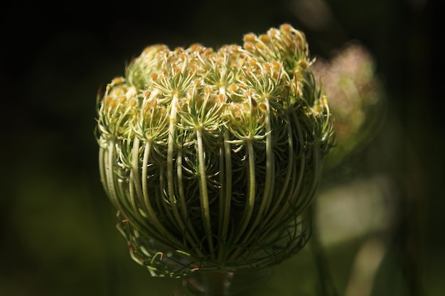 Foto close-up van een succulente plant