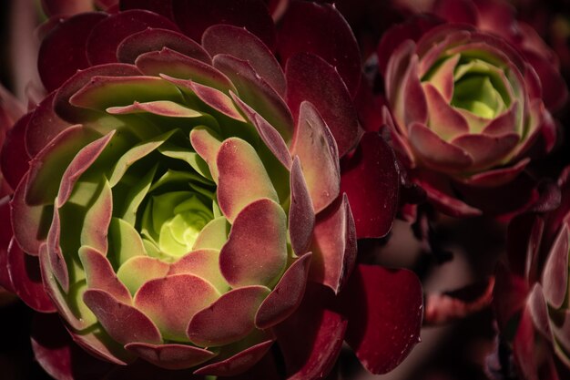Close-up van een succulente plant