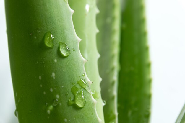 Foto close-up van een succulente plant