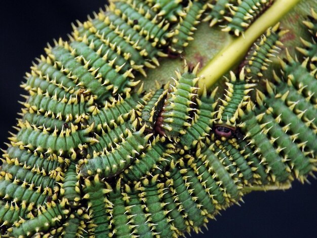 Foto close-up van een succulente plant