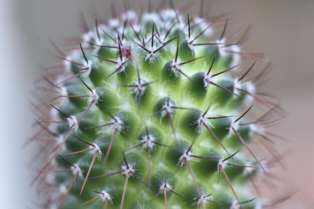 Foto close-up van een succulente plant