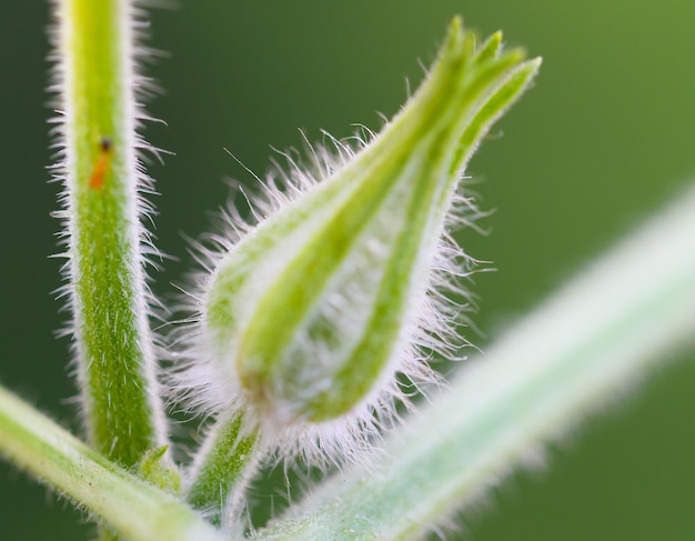 Foto close-up van een succulente plant