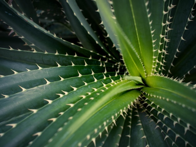 Close-up van een succulente plant