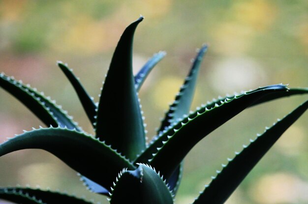 Close-up van een succulente plant