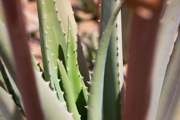 Close-up van een succulente plant