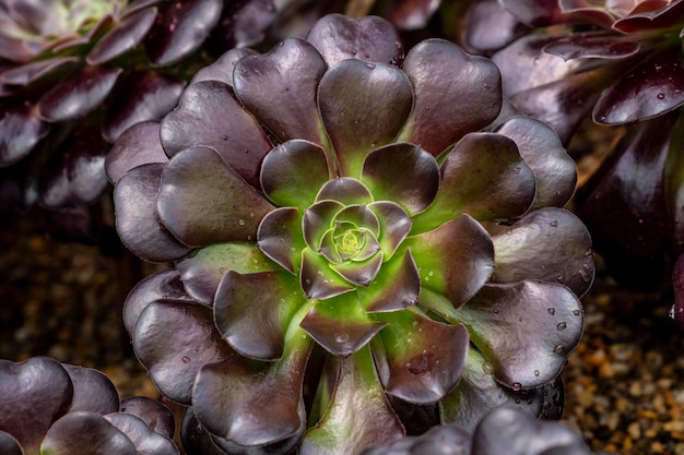 Close-up van een succulente plant