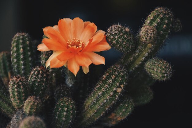 Foto close-up van een succulente plant