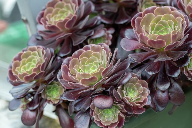 Foto close-up van een succulente plant