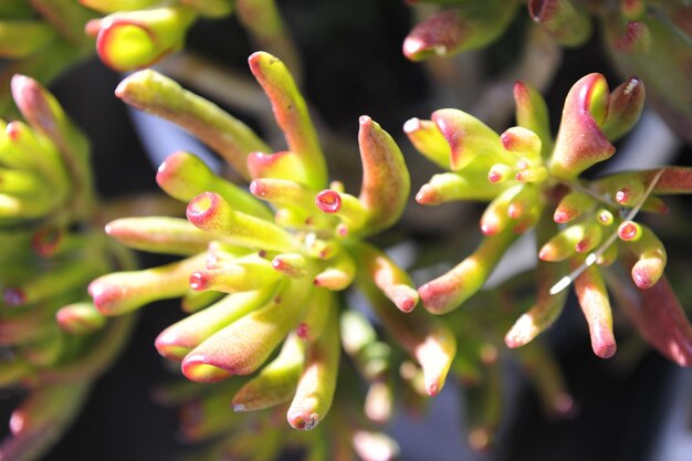 Foto close-up van een succulente plant