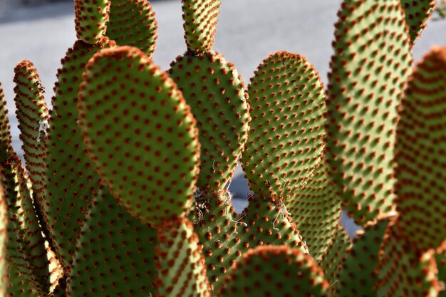 Close-up van een succulente plant