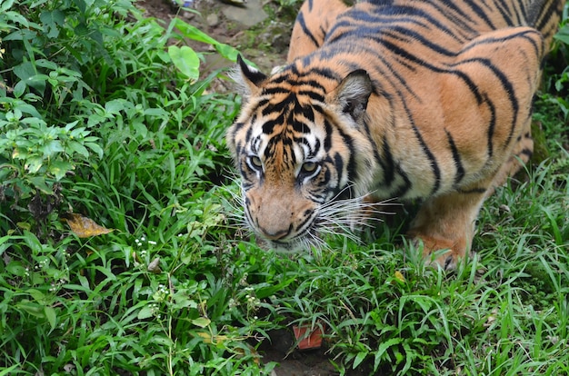 Close-up van een Sumatrean tijger