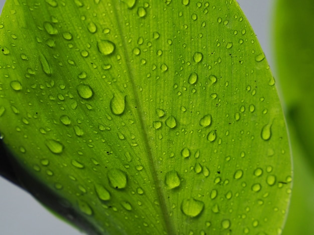 Close up van een tak in de regen