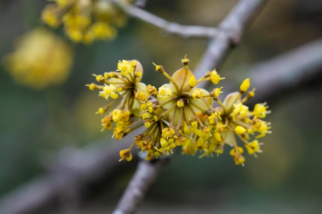 Close-up van een tak met gele bloemen van de Europese kornoelje Cornus mas in het vroege voorjaar selectieve aandacht Kornoelje kers Europese kornoelje of kornoelje kers lente bloem achtergrond