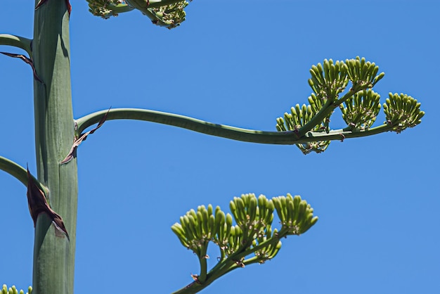 Close-up van een tak van een agavebloem tegen een blauwe hemel