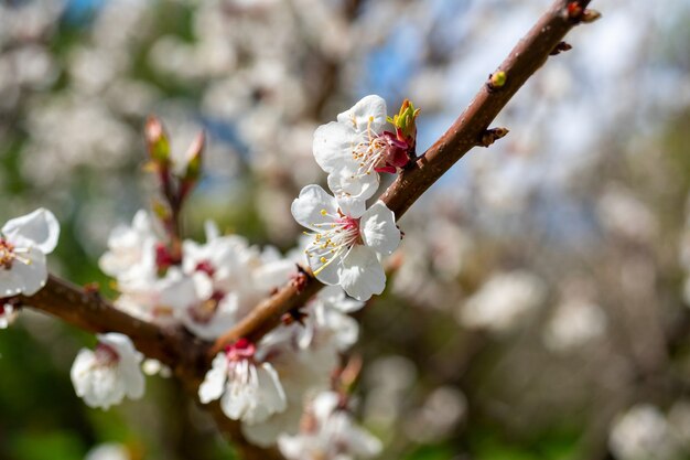 Close-up van een tak van een bloeiende abrikoos met witte bloemen. Wazige groene achtergrond