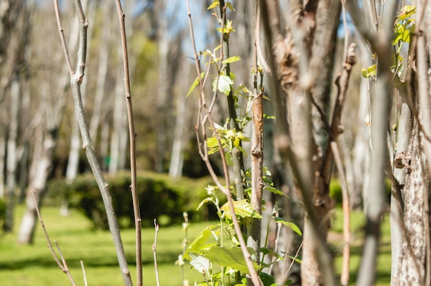 Close-up van een tak van een boom met scheuten van blad die de lente initiëren