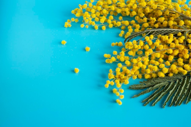 Foto close-up van een tak van een mooie mimosabloem op een blauwe gele ronde ballen als achtergrond