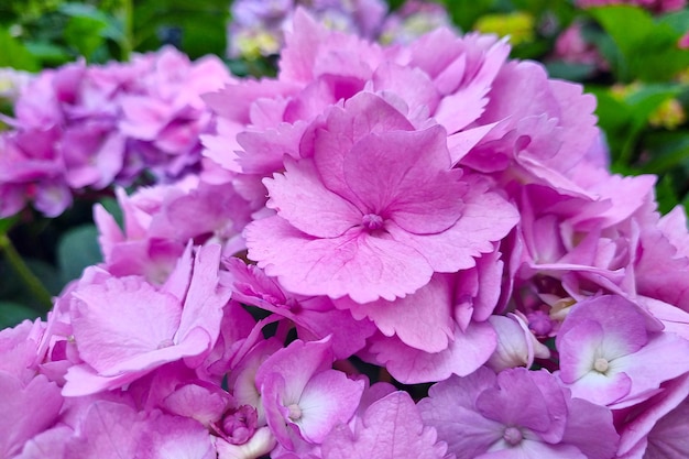 Close-up van een tak van roze bloeiende hortensia's in de tuin