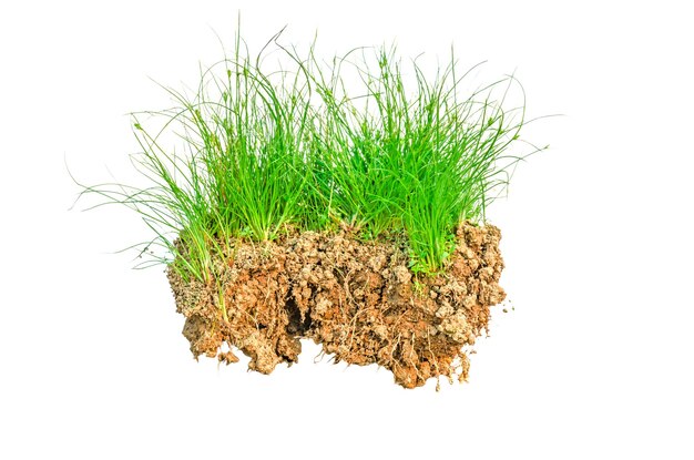 Close-up van een tarweplant tegen een witte achtergrond