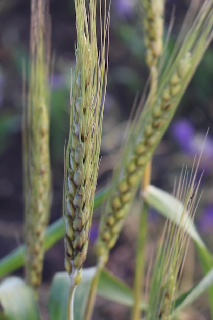 Close-up van een tarweplant